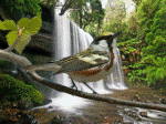 chim và thác nước water fall