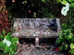 ghế đá cũ góc vườn mùa thu lá rụng