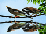 đôi chim sáo trong mưa bên sông