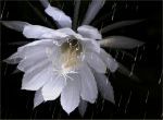 hoa quỳnh trong mưa đêm