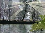 cây hồ ánh nắng reflect mưa rơi