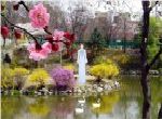 cô gái áo xanh công viên hồ hoa rơi swan reflect