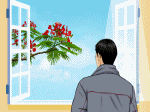 hoa phượng ngoài cửa sổ, ngắm nữ sinh đi học