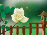 cô gái uống trà bên hoa hồng trắng