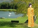 áo vàng bên suối thiên nga