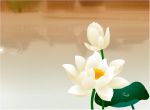 mưa trên hồ sen trắng
