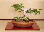 bướm và chậu kiểng