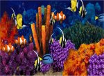 hồ cá aquarium