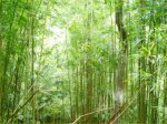 nắng rọi qua rừng tre