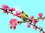 chim đậu trên cành đào rung rinh