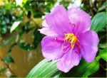 hoa mua (tương tự hoa sim)