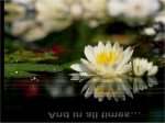 hoa sen trong mưa và nắng