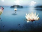 mây bay lãng đãng trên hồ sen trắng