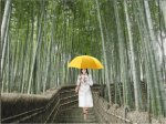 cô gái đi qua rừng tre trong mưa và trong nắng