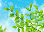 tung tăng cá lội trong hồ sen